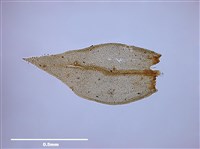 Abietinella abietina (Hedw.) Fleisch. Collection Image, Figure 5, Total 9 Figures